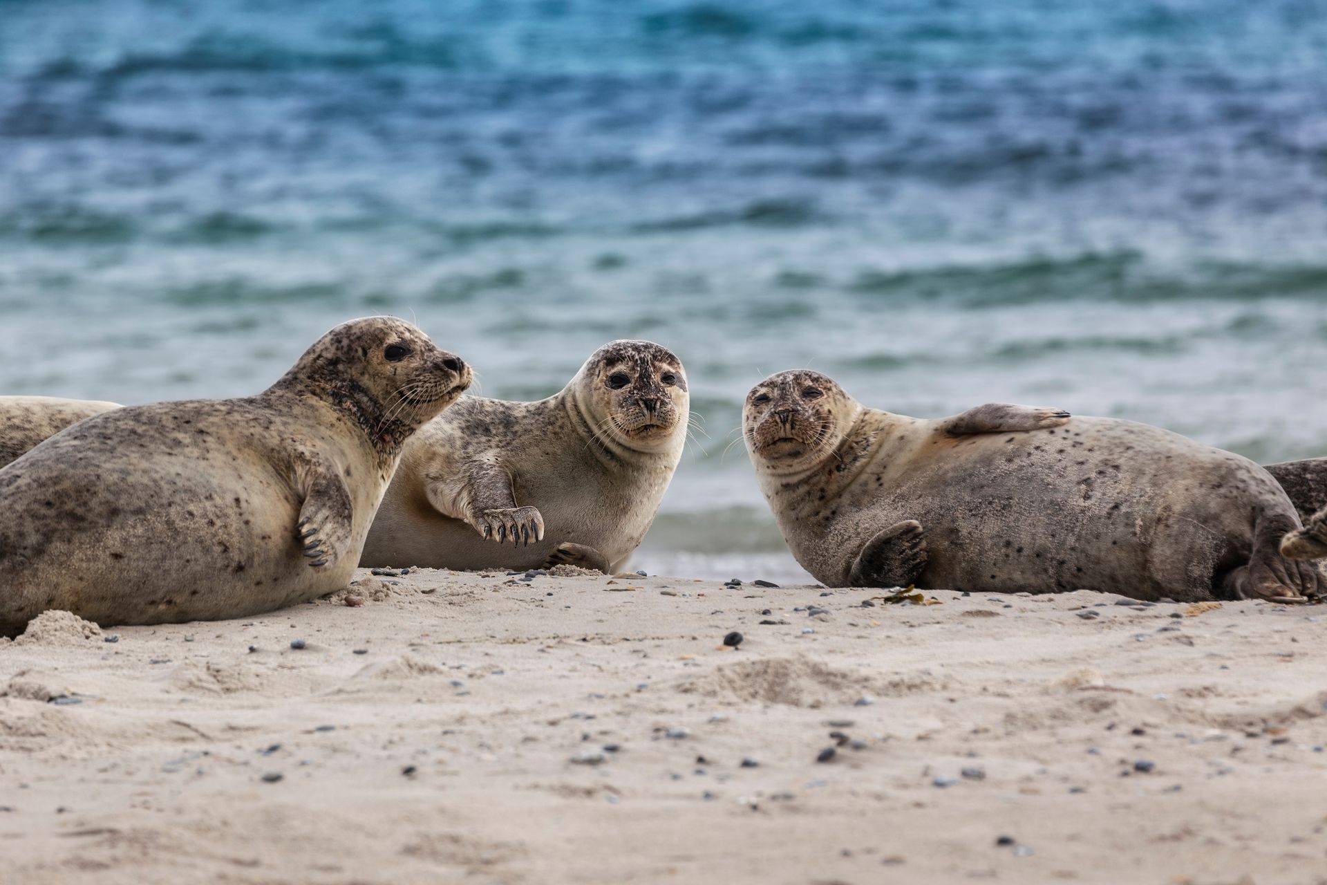 Helgoland, Dune Island, Halichoerus grypus - three seals lying on a beautiful clear sandy beach and looking. In the background beautiful blue sea