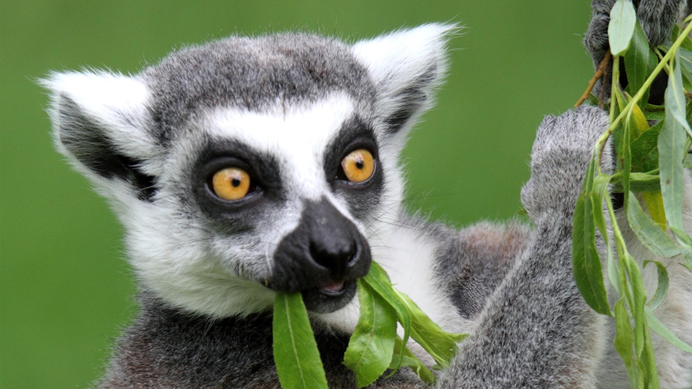 04 Dschungel-Safari - begehbares Gehege (Katta)