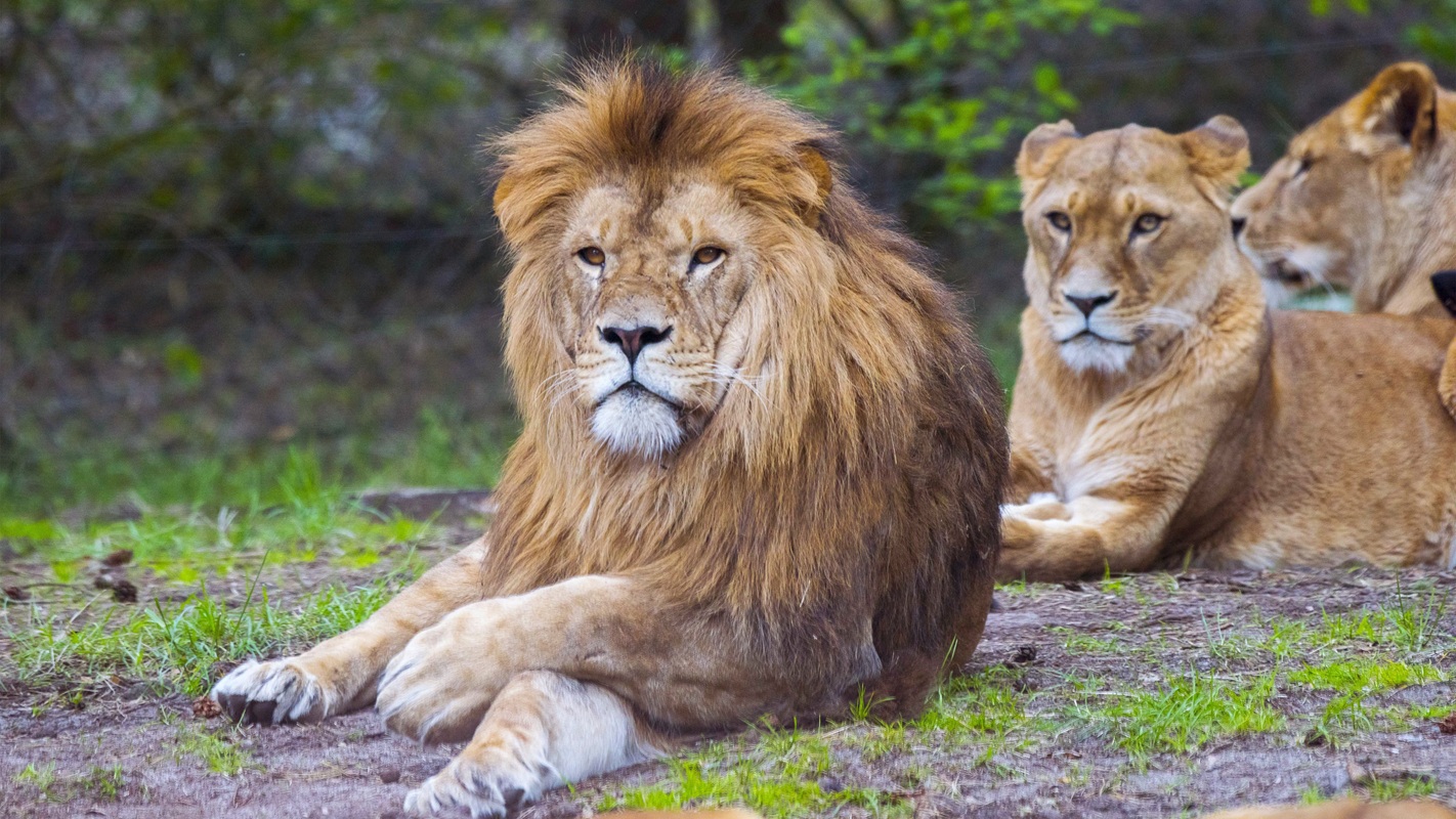 14-Serengeti-Safari (Löwe)