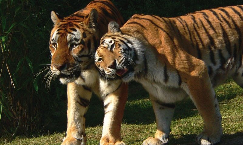 Hamburg_Hagenbeck_GB_20080723_028