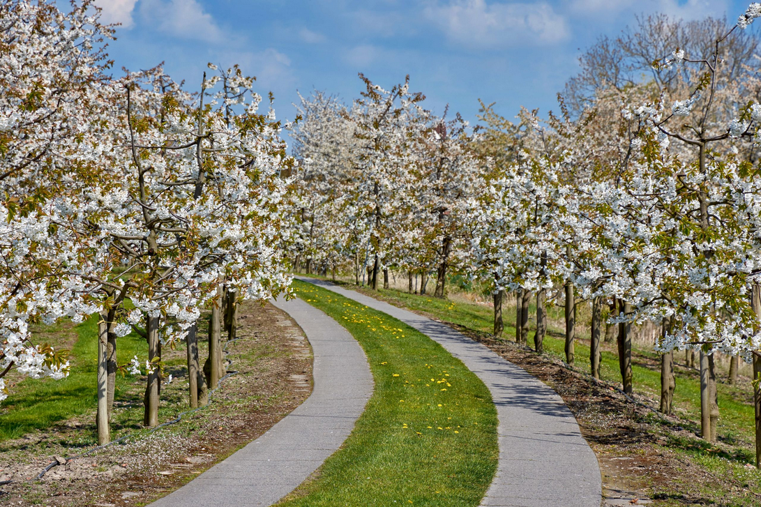 Altes_Land_0004_c_Tourismusverband Landkreis Stade  Elbe e